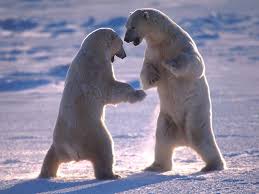 Résultat de recherche d'images pour "ours polaire"