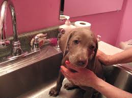 Image result for dogs shampooing