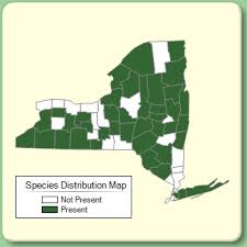 Malva moschata - Species Page - NYFA: New York Flora Atlas