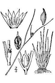 Plants Profile for Juncus trifidus (highland rush)
