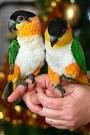 pictures of 2 parrots talking and singing dog