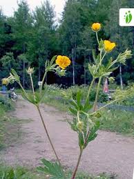 Thuringian Cinquefoil, Potentilla thuringiaca - Flowers - NatureGate