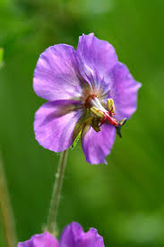 Geranium phaeum - Wikipedia