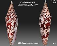 Image result for Conus milneedwardsi