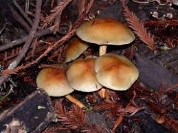 Image result for poisonous mushrooms