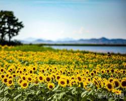 인천 교동도 난정해바라기정원, AI로 생성
