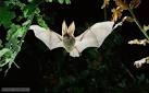 long-eared bat