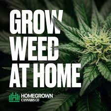 Grow Weed at Home with Homegrown Cannabis Co.