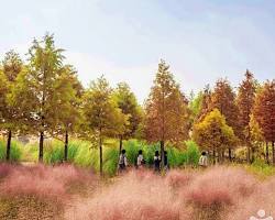 태안 청산수목원 팜파스 핑크뮬리, AI로 생성