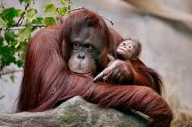Resultado de imagen de orangutanes