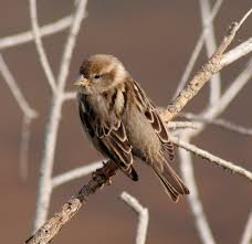 Image result for spanish sparrow