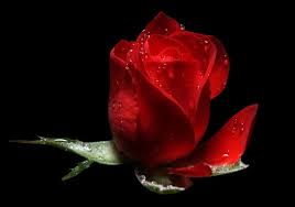 Risultati immagini per petali di rosa rossa