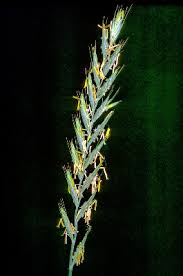 Elymus repens - Michigan Flora