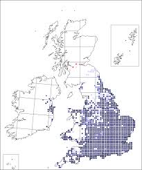 Senecio erucifolius | Online Atlas of the British and Irish Flora