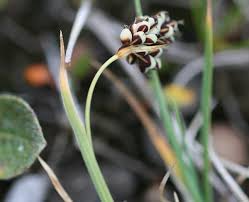 Carex bicolor - Wikipedia