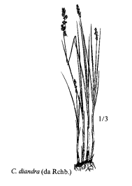 Sp. Carex diandra - florae.it