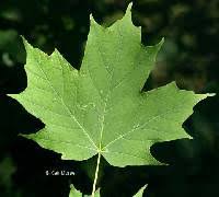 Acer saccharum - Online Virtual Flora of Wisconsin