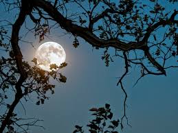 Image result for moonlight photography