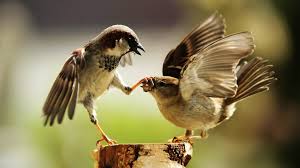Image result for birds fighting