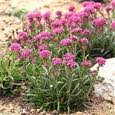 Lychnis Alpina Flower Seeds From Outsidepride