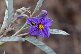 Solanum elaeagnifolium, Silverleaf Nightshade, Southwest Desert ...