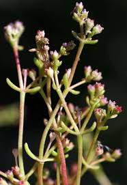 Crassula vaillantii (Willd.) Roth | Flora of Israel Online