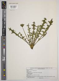 Taraxacum F.H.Wigg. | Plants of the World Online | Kew Science