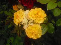 Gelbe Rosen - Bild \u0026amp; Foto von Katrin Nobis aus Pflanzen, Pilze ...