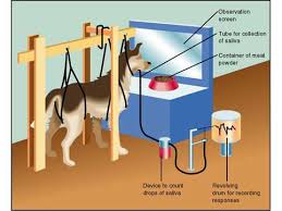 Image result for classical conditioning