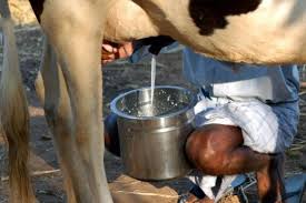 Image result for cow milk