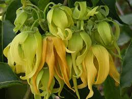 Image result for ylang
