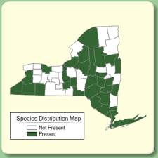 Veronica chamaedrys - Species Page - NYFA: New York Flora Atlas
