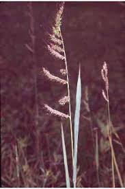 Plants Profile for Echinochloa crus-galli (barnyardgrass)