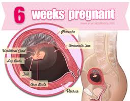 6 Week Pregnancy Weight Loss
