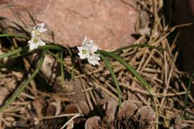Acis longifolia - Wikipedia