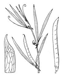 Lathyrus inconspicuus L., Inconspicuous Pea (North Africa) - Pl ...