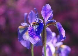 Irises: How to Plant, Grow, and Care for Iris Flowers | The Old ...
