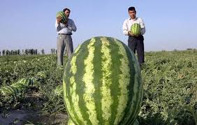 Képtalálat a következőre: „‫بزرگترین هندوانه ایران‬‎”