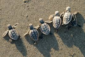 Image result for sea turtles