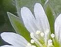 Cerastium fontanum (Mouse-ear Chickweed): Minnesota Wildflowers