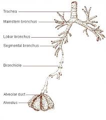 Image result for respiratory system label bronchials