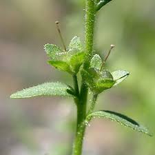 Veronica serpyllifolia (thyme-leaved speedwell): Go Botany