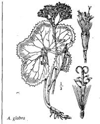 Sp. Adenostyles glabra - florae.it
