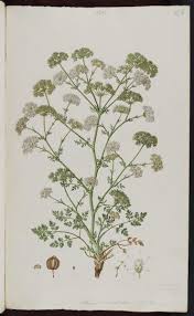Hellenocarum multiflorum (Sm.) H.Wolff - Portale della Flora d'Italia ...