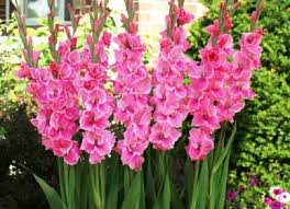 Resultado de imagen para pink gladiolus images