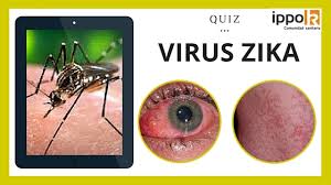 Resultat d'imatges de virus+zika