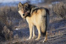 Wolf Breeds ALLOWED on WoN Images?q=tbn:ANd9GcTo0bySpCdViUWUhPO01qm3lyd3gcjukAiLCTirTn5tZkWLqBr8