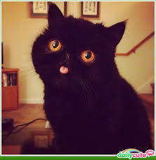 Wide-eyed cat shows its tongue - Daily Cute via Relatably.com