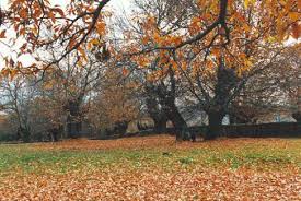 Resultado de imagen de imágenes de caida de hojas en otoño
