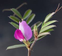 Vicia sativa - Michigan Flora